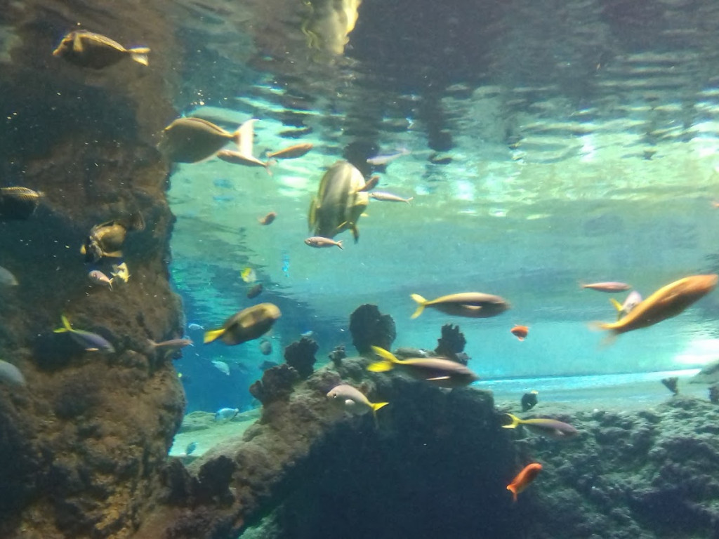 Dzieci z Chełmc i okolic odwiedziły Afrykarium i ZOO we Wrocławiu