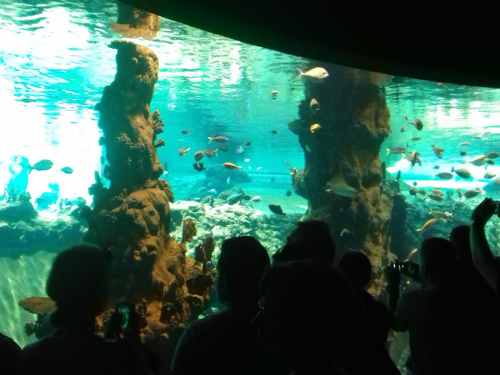Dzieci z Chełmc i okolic odwiedziły Afrykarium i ZOO we Wrocławiu