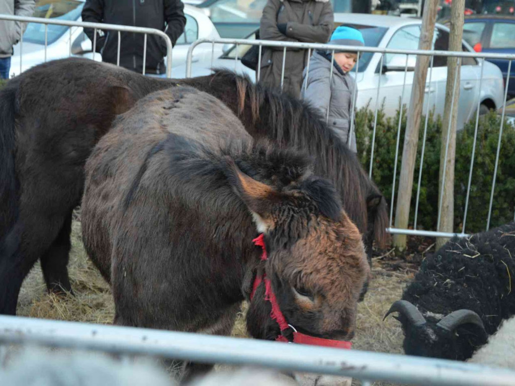 Wspólne kolędowanie na kruszwickim rynku [LIVE]  [FOTO]