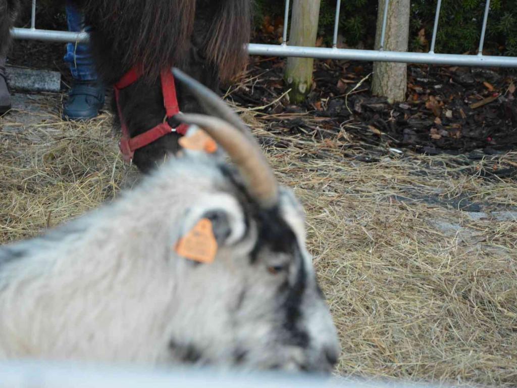 Wspólne kolędowanie na kruszwickim rynku [LIVE]  [FOTO]