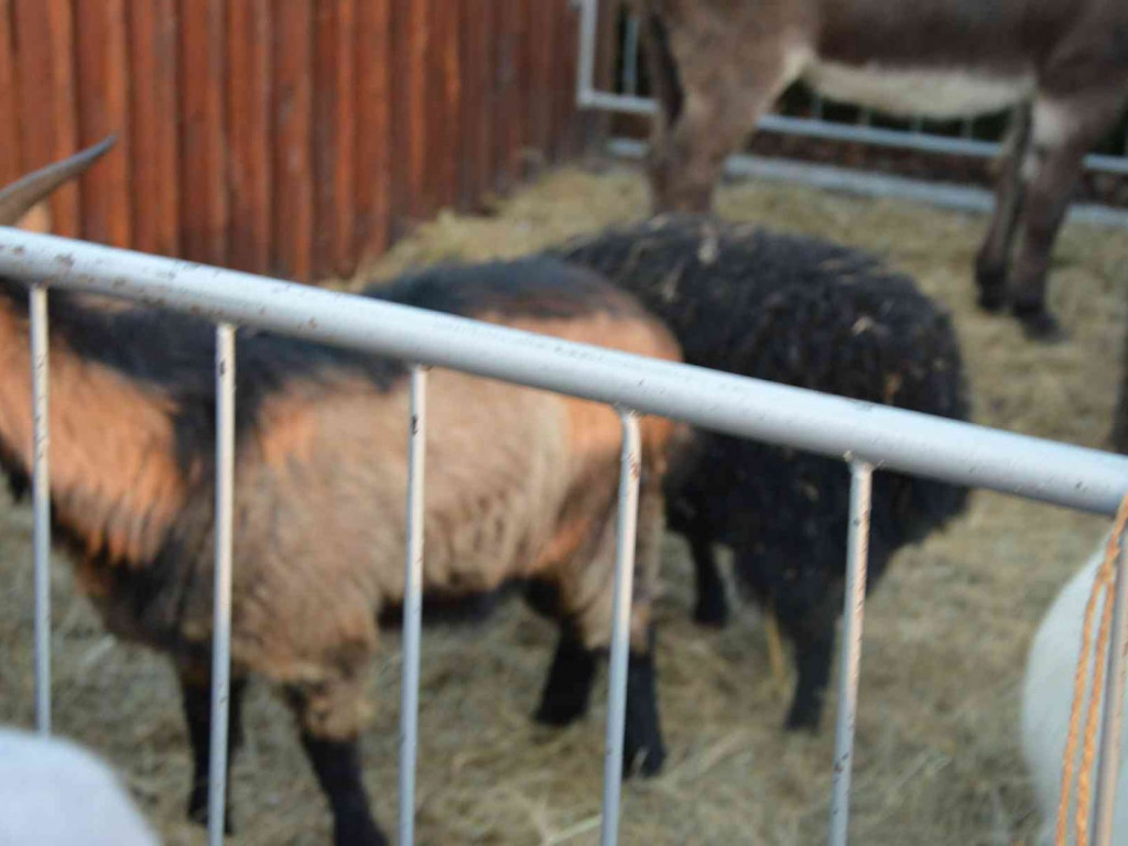 Wspólne kolędowanie na kruszwickim rynku [LIVE]  [FOTO]