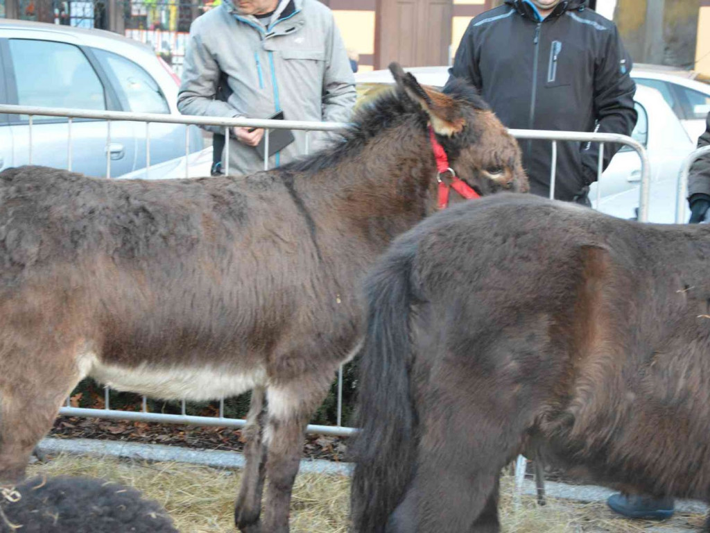 Wspólne kolędowanie na kruszwickim rynku [LIVE]  [FOTO]