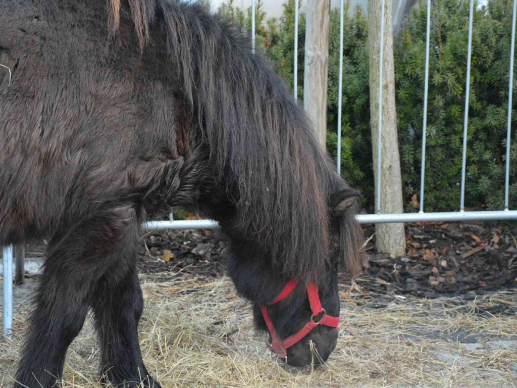 Wspólne kolędowanie na kruszwickim rynku [LIVE]  [FOTO]