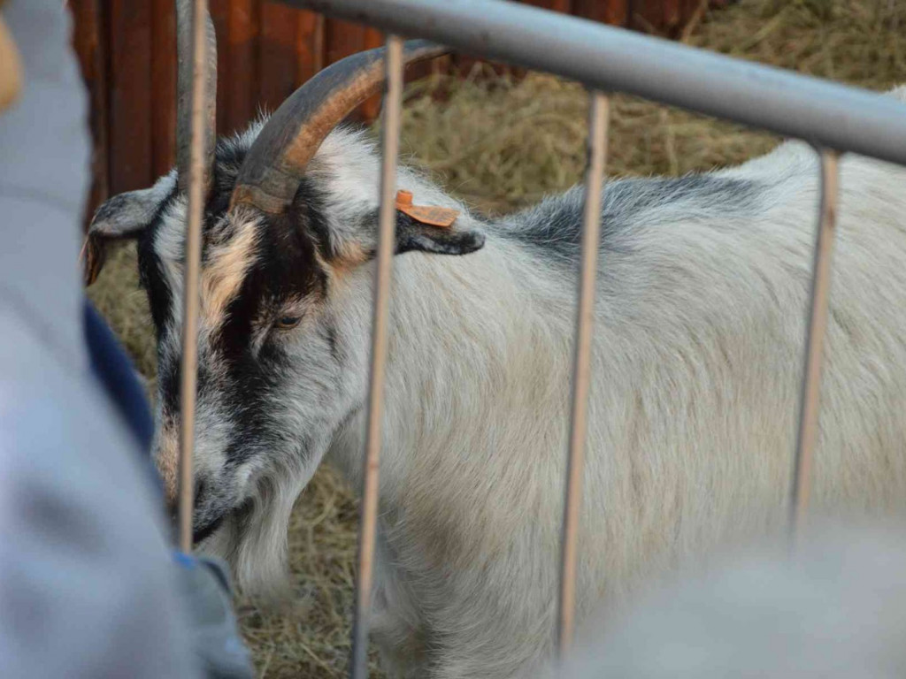 Wspólne kolędowanie na kruszwickim rynku [LIVE]  [FOTO]