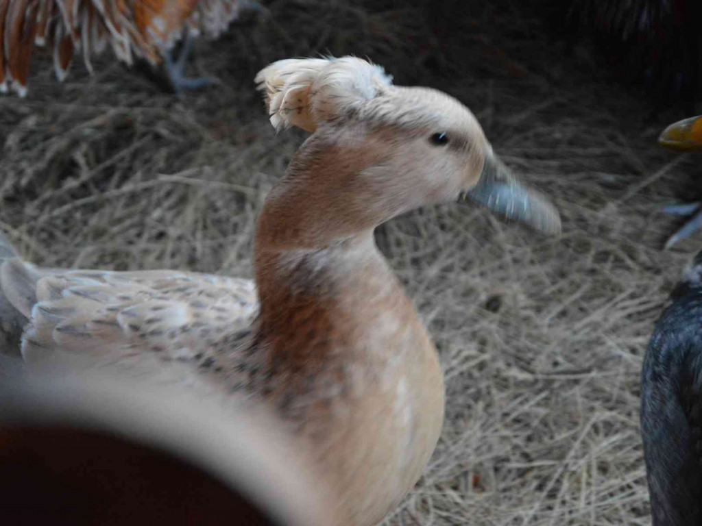 Wspólne kolędowanie na kruszwickim rynku [LIVE]  [FOTO]
