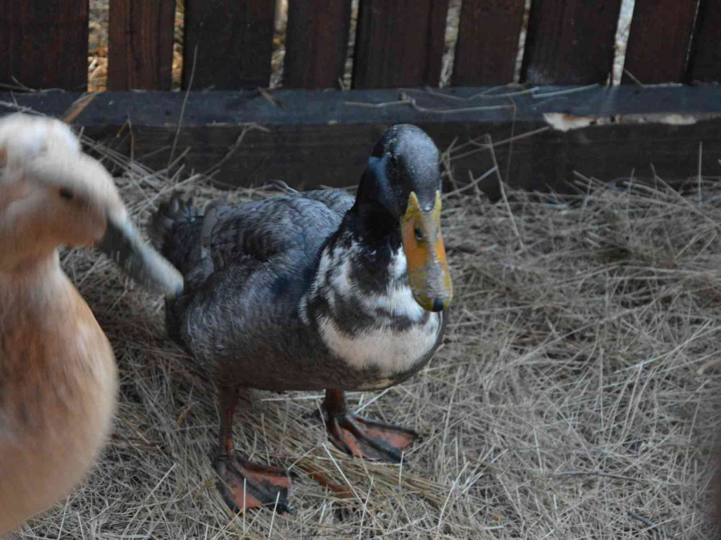 Wspólne kolędowanie na kruszwickim rynku [LIVE]  [FOTO]