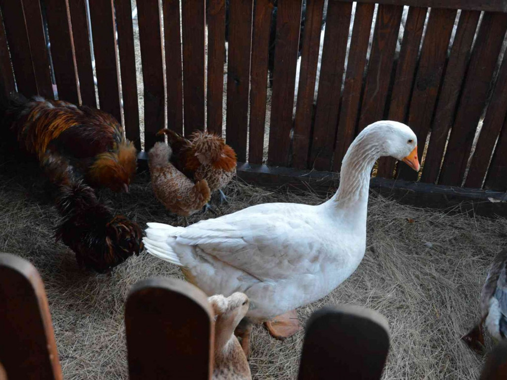 Wspólne kolędowanie na kruszwickim rynku [LIVE]  [FOTO]