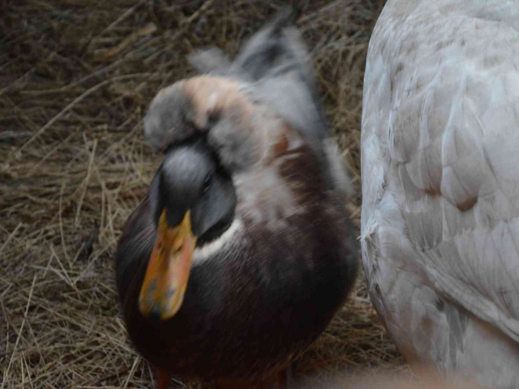 Wspólne kolędowanie na kruszwickim rynku [LIVE]  [FOTO]