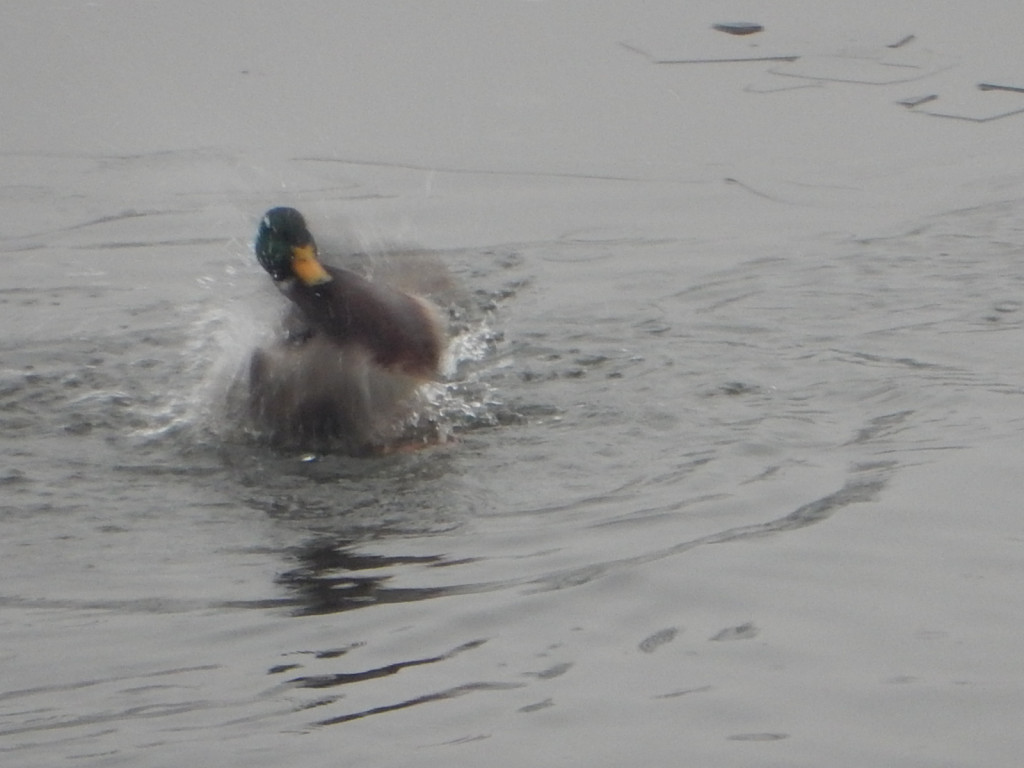 To była ptasia wyprawa. Zobacz zdjęcia