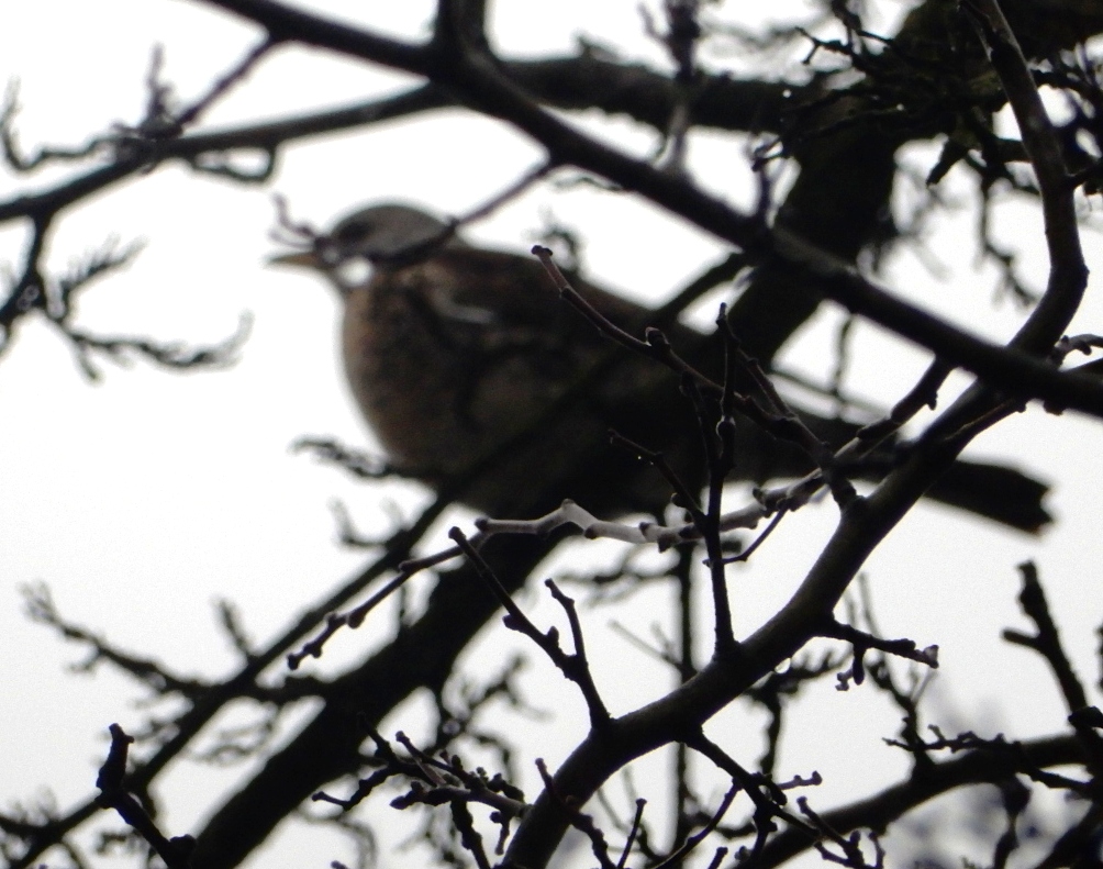 To była ptasia wyprawa. Zobacz zdjęcia
