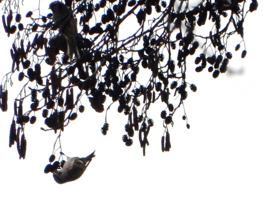 To była ptasia wyprawa. Zobacz zdjęcia