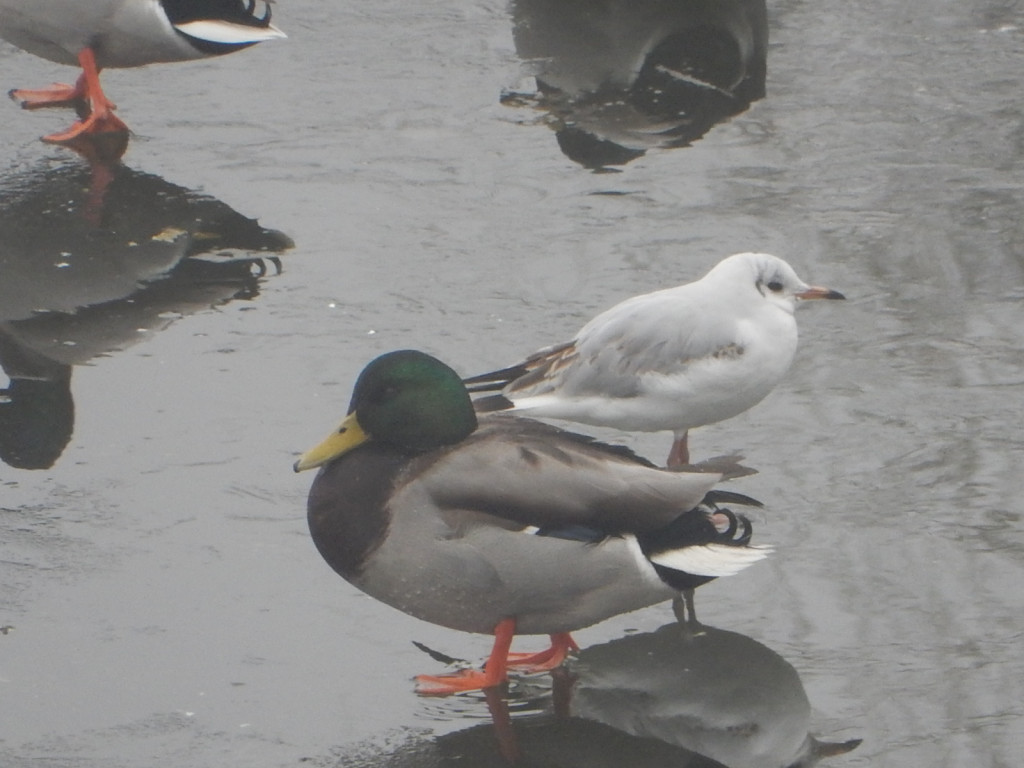 To była ptasia wyprawa. Zobacz zdjęcia