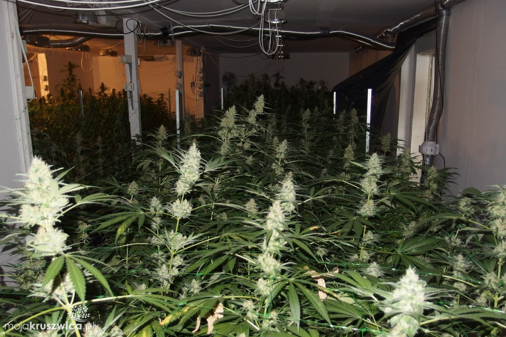 Plantacja marihuany w Kruszwicy