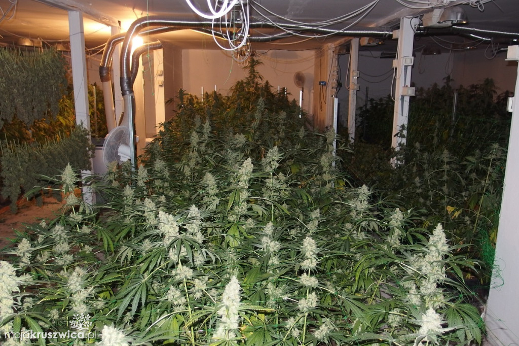 Plantacja marihuany w Kruszwicy