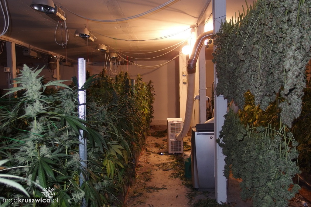 Plantacja marihuany w Kruszwicy