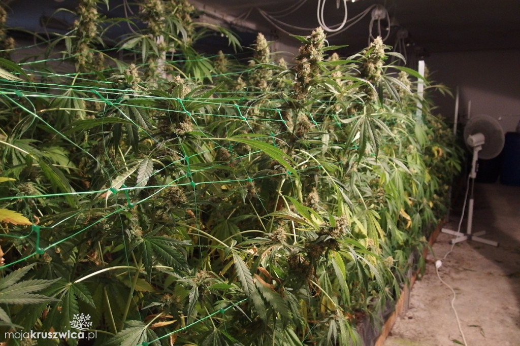 Plantacja marihuany w Kruszwicy
