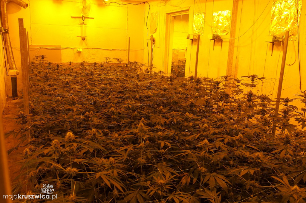 Plantacja marihuany w Kruszwicy