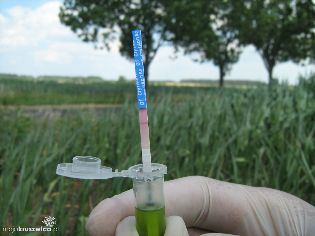GMO w województwie