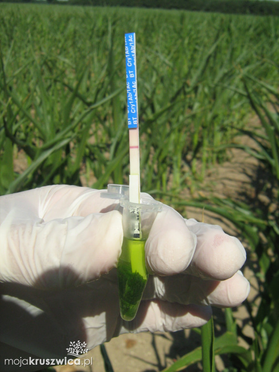 GMO w województwie