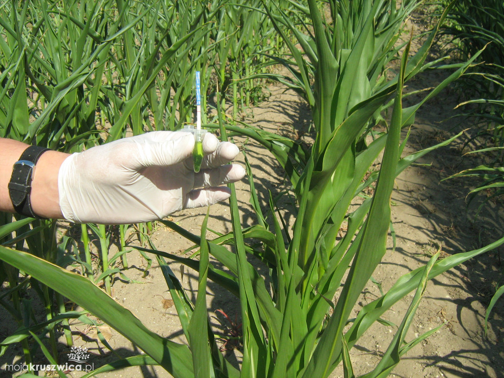 GMO w województwie
