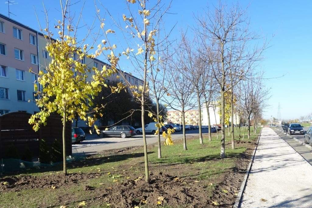 Nowe nasadzenia na Zagoplu