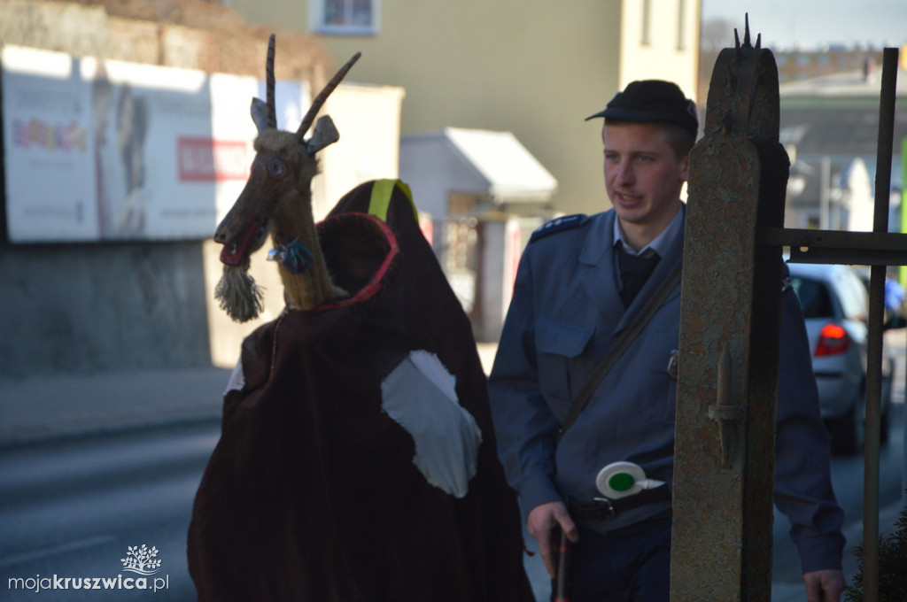 Koza na ulicach Kruszwicy