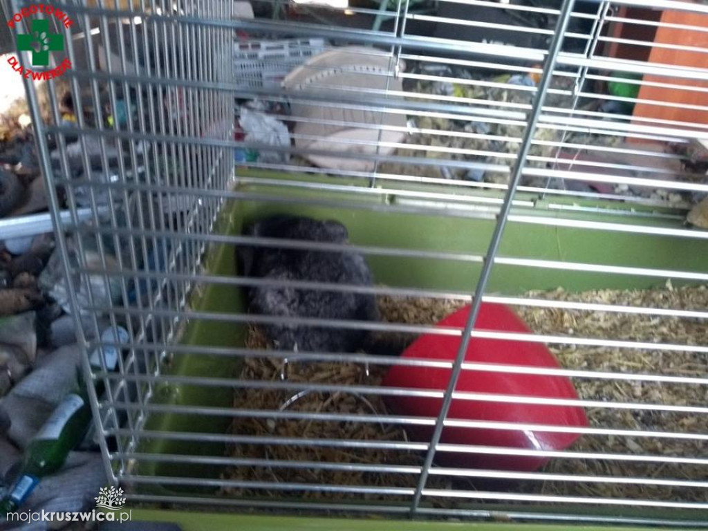 Dramat w Gocanowie