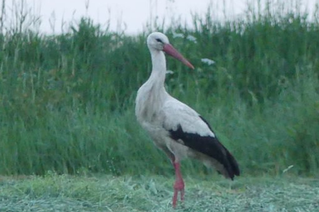 Bocian biały (ciconia ciconia) Witowiczki 22-05-2019 fot. Krystian Knop