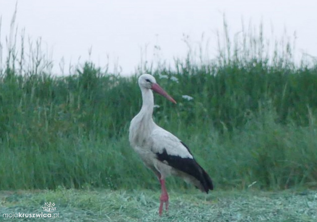 Bocian biały (ciconia ciconia) Witowiczki 22-05-2019 fot. Krystian Knop