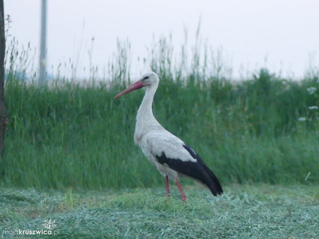 Bocian biały (ciconia ciconia) Witowiczki 22-05-2019 fot. Krystian Knop