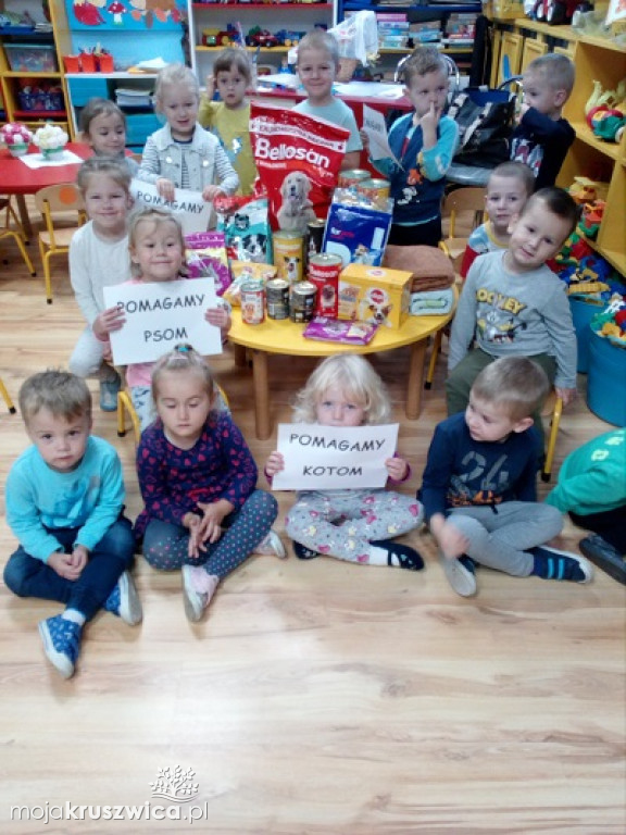 Zbiórka dla bezdomnych zwierząt