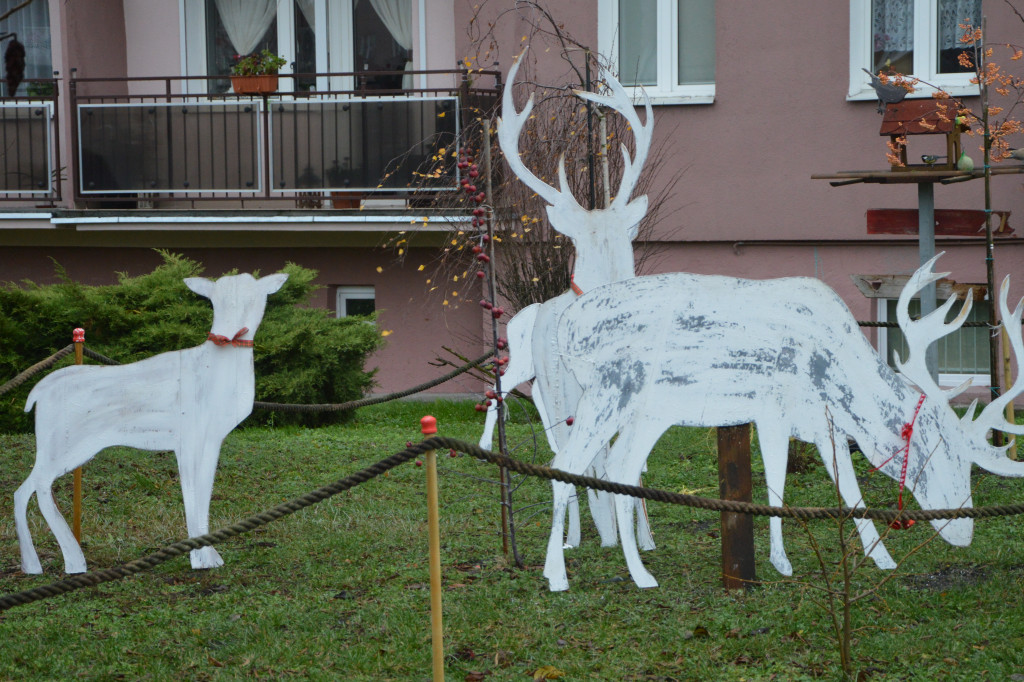 Renifery na Zagoplu