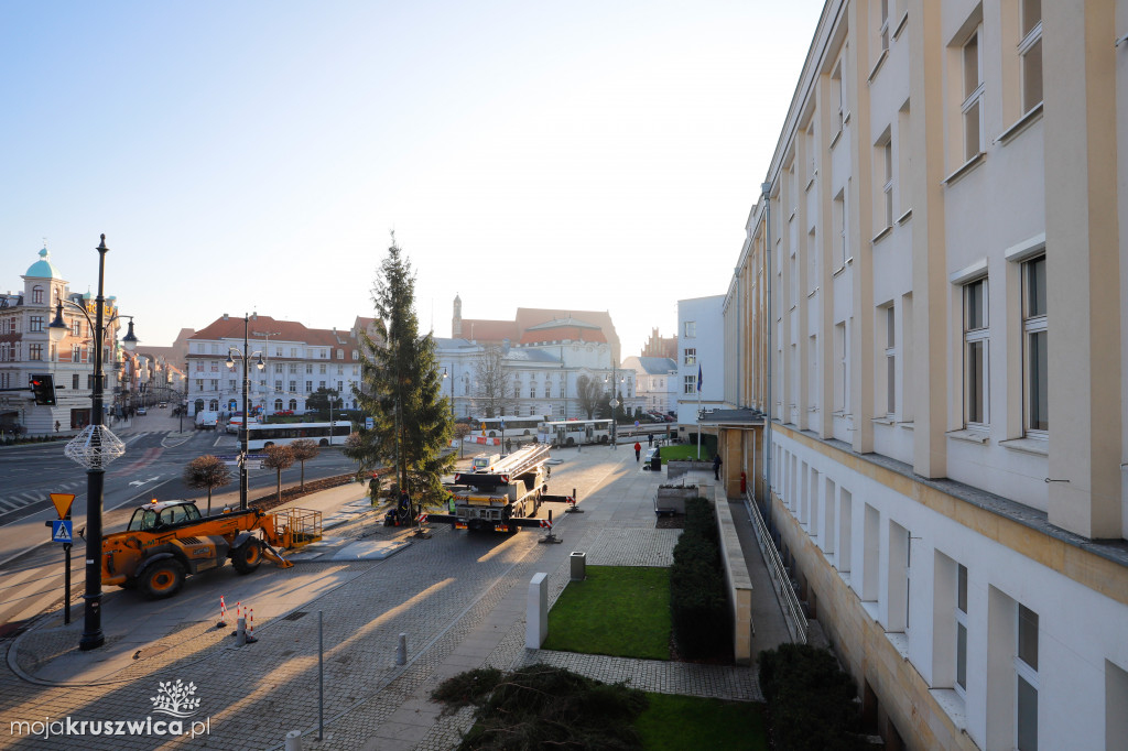 Drzewko przed UM w Toruniu