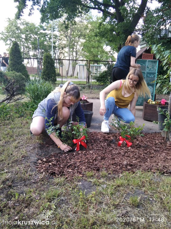 Krzewy, róże na Zagoplu