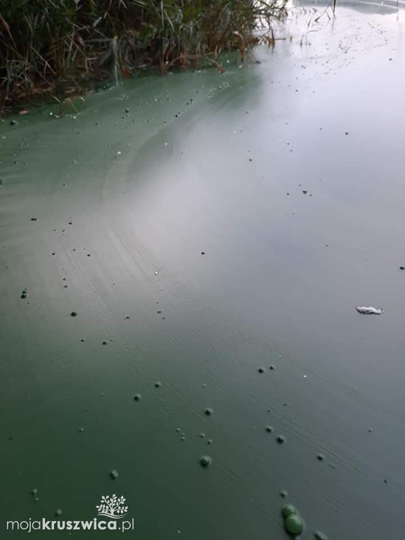 Zielona breja na Gople. Co oznacza?