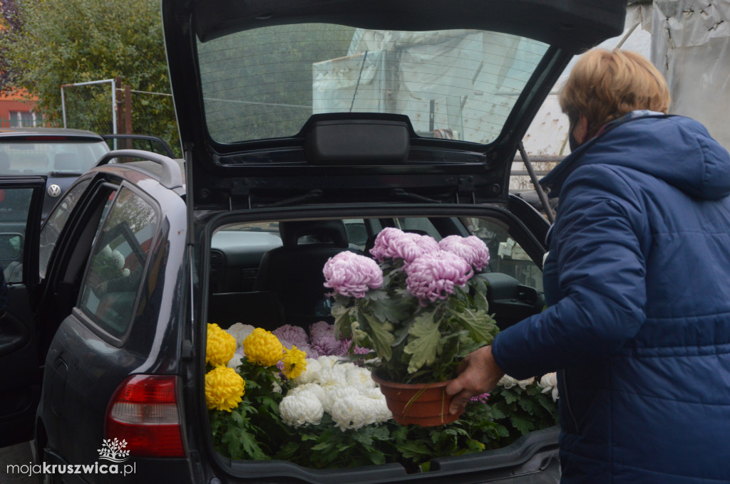 Chryzantemy od kruszwickiego przedsiębiorcy udekorowały groby i miejsca pamięci [FOTO, VIDEO]