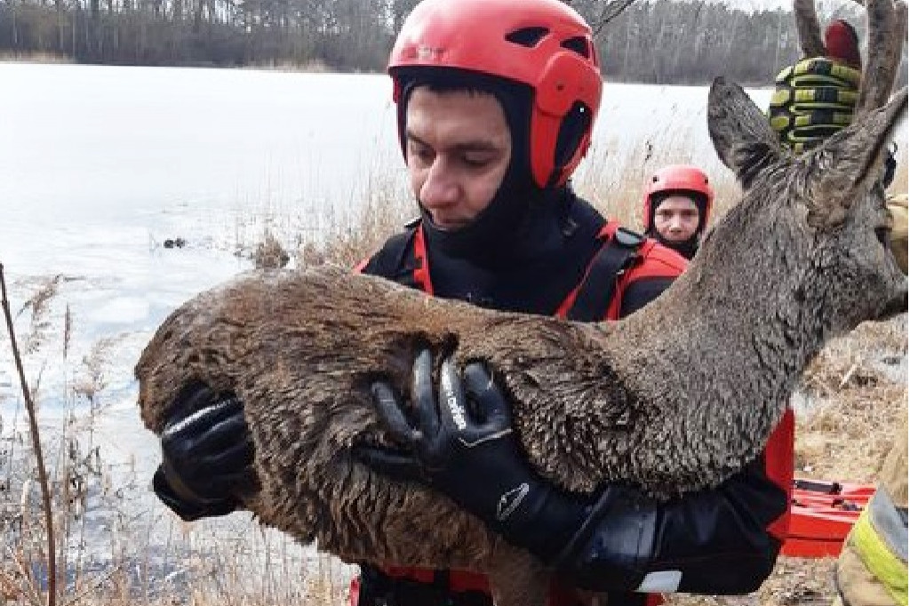 Inowrocławscy strażacy ratowali koziołka