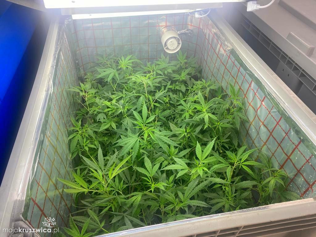Zlikwidowali ogromną plantację w regionie
