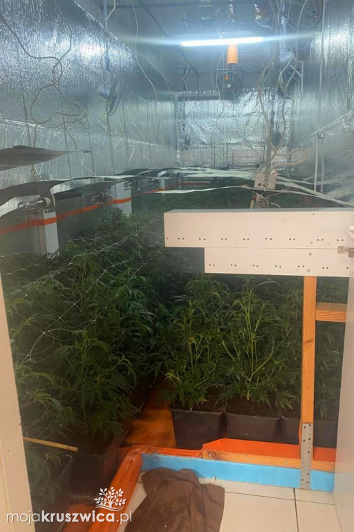 Zlikwidowali ogromną plantację w regionie