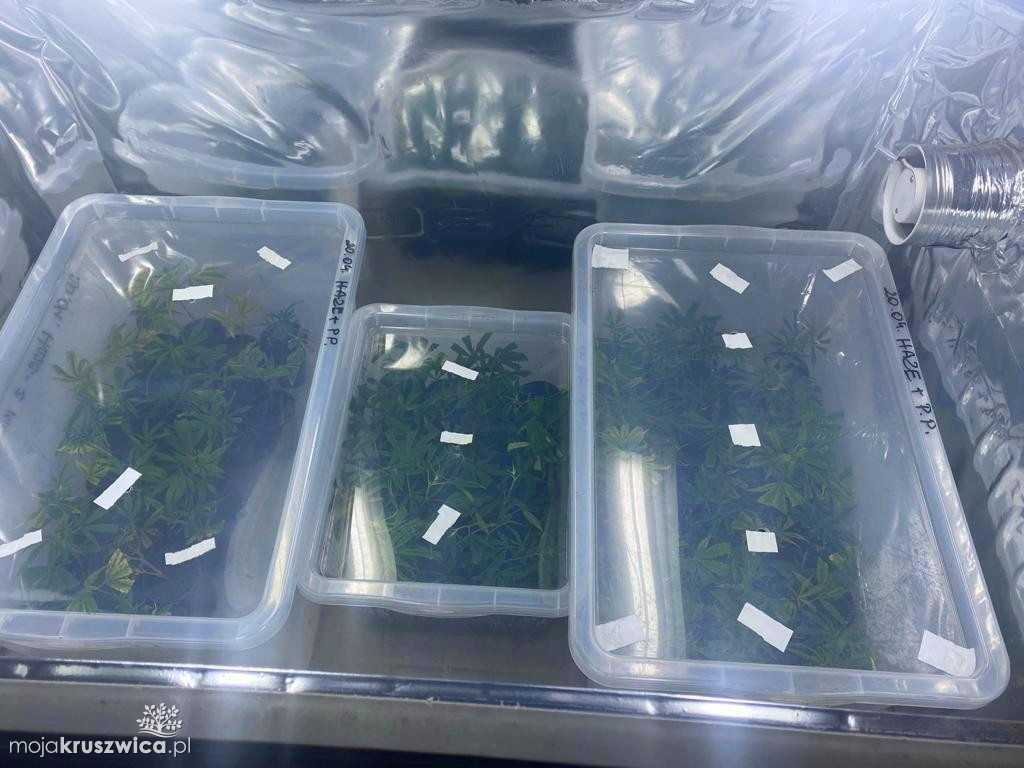 Zlikwidowali ogromną plantację w regionie