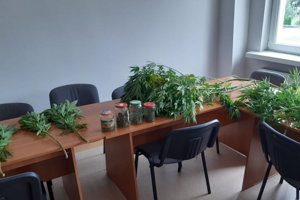 Kruszwiczanin uprawiał konopie. Ukrył je wśród malin [ZDJĘCIA]