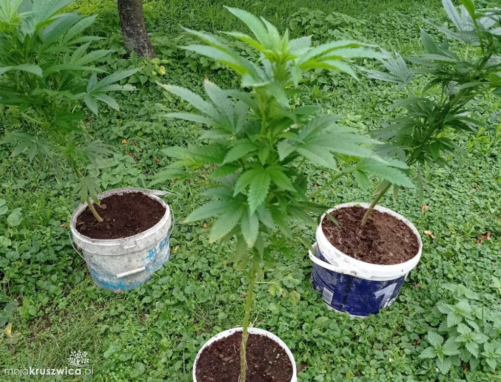 Kruszwiczanin uprawiał konopie. Ukrył je wśród malin [ZDJĘCIA]