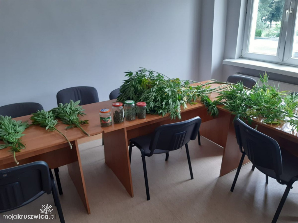 Kruszwiczanin uprawiał konopie. Ukrył je wśród malin [ZDJĘCIA]
