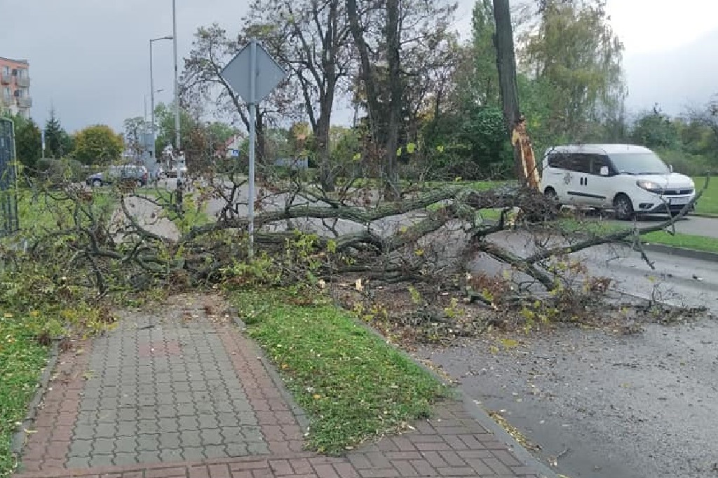 Kruszwica: Powalone drzewa i konary