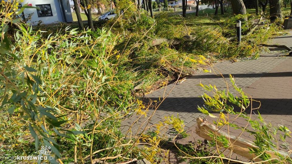 Kruszwica: Powalone drzewa i konary