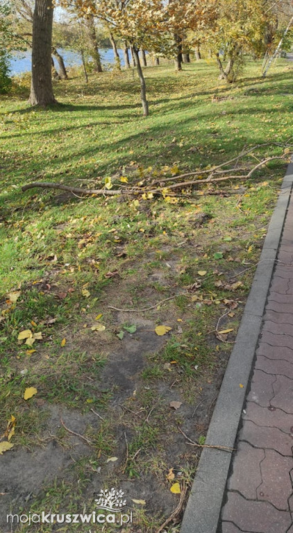 Kruszwica: Powalone drzewa i konary