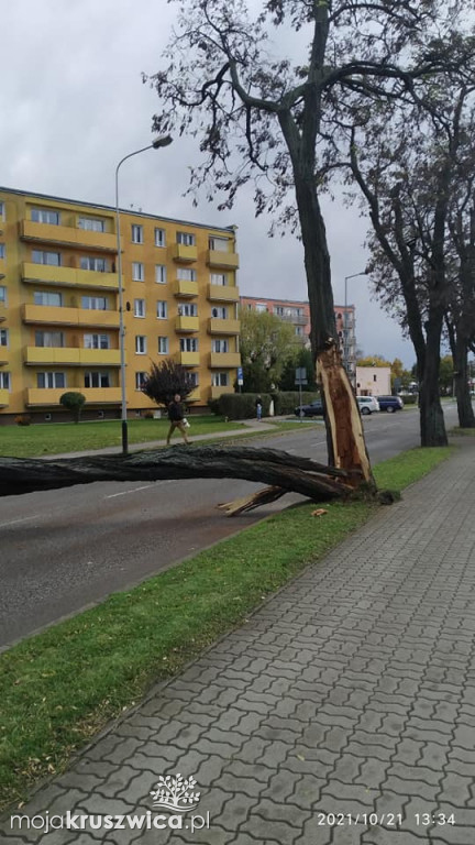 Kruszwica: Powalone drzewa i konary