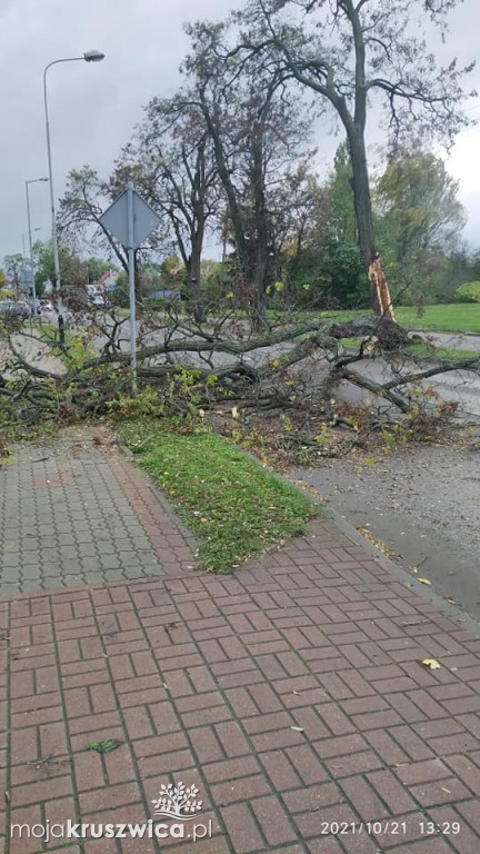 Kruszwica: Powalone drzewa i konary