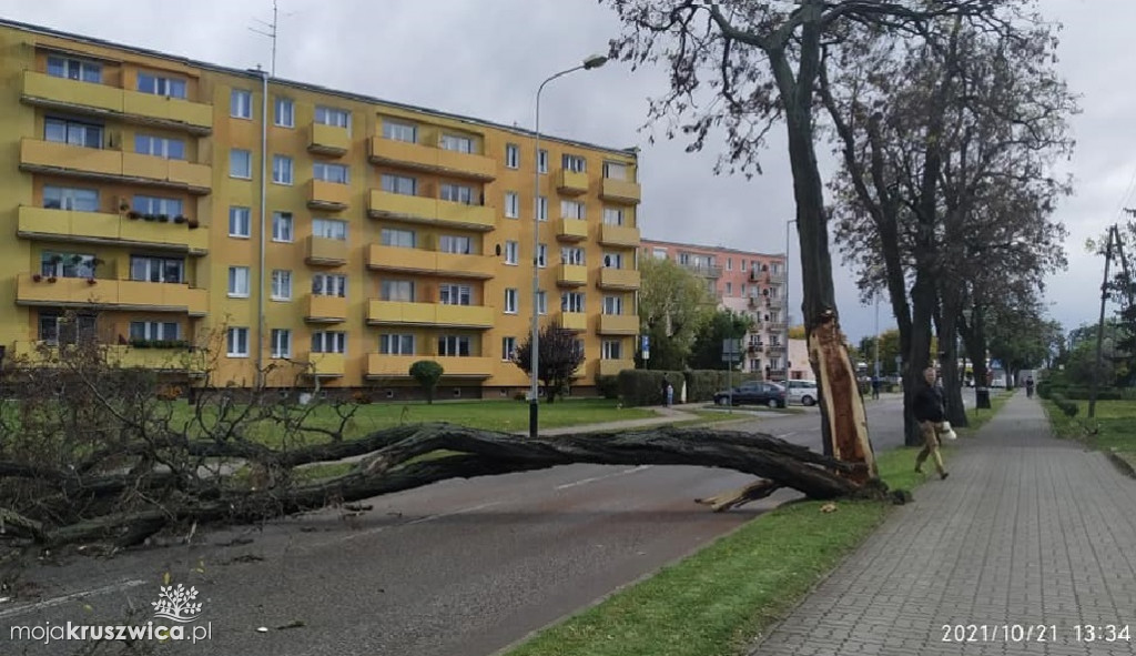 Kruszwica: Powalone drzewa i konary