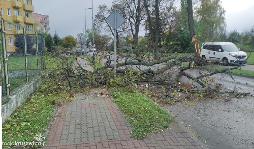 Kruszwica: Powalone drzewa i konary